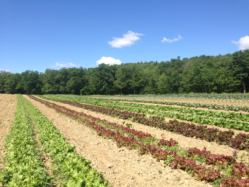 Middle Branch Farm – Local, Organic, Fresh